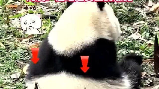小熊猫被竹笋误伤，连根拔起将其消灭