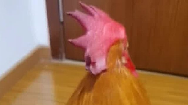 居然把一只鸡气急眼了