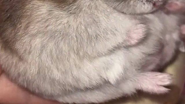 怎么越来越像个球了