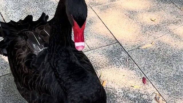 跨物种又怎样 迟到就是不对的