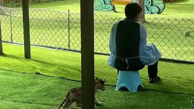 拍到一只偷袭的小老虎 ​​​