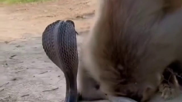 以为是屁股朝地，结果是头，这是有多大的信任才敢背对眼镜蛇 ​​​