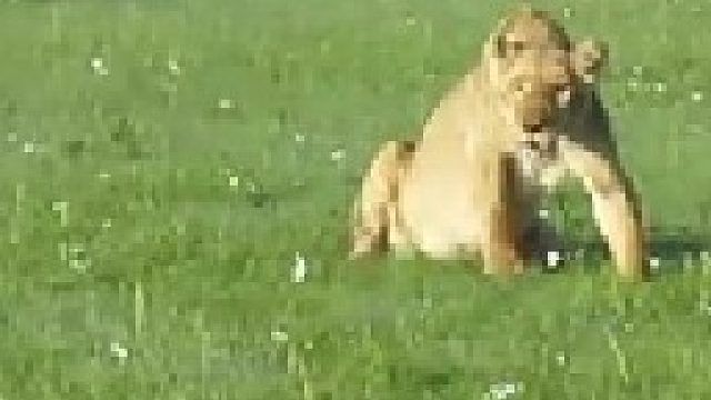 鬣狗攻击狮子并将其吃掉