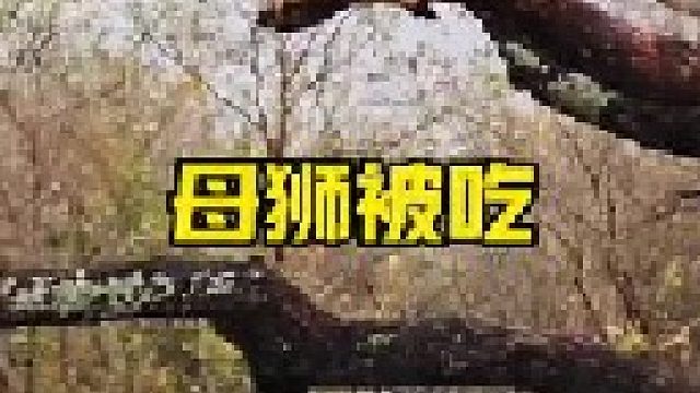 鬣狗将狮子吃掉