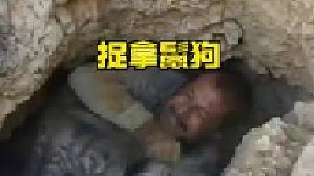 鬣狗进村偷吃被村民逮住