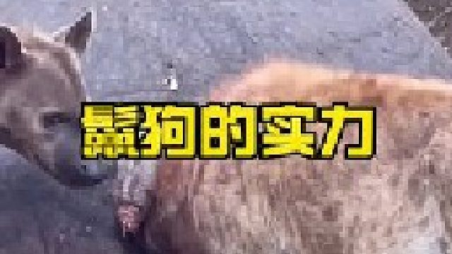 鬣狗强悍的战斗力