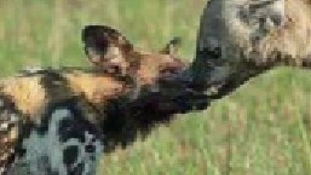 鬣狗抢夺野狗的食物，不料遭到对方强势围攻，鬣狗最终被击败