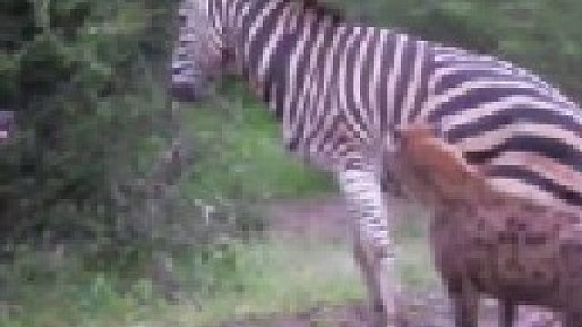 鬣狗群疯狂攻击斑马