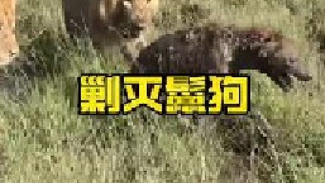 鬣狗群围攻母狮遭报复