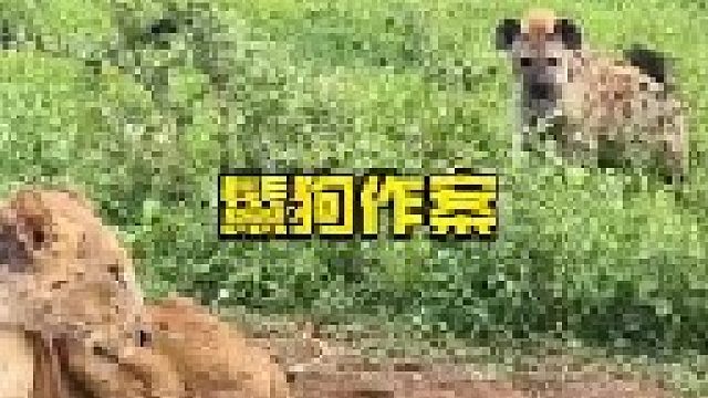 鬣狗群围攻狮子