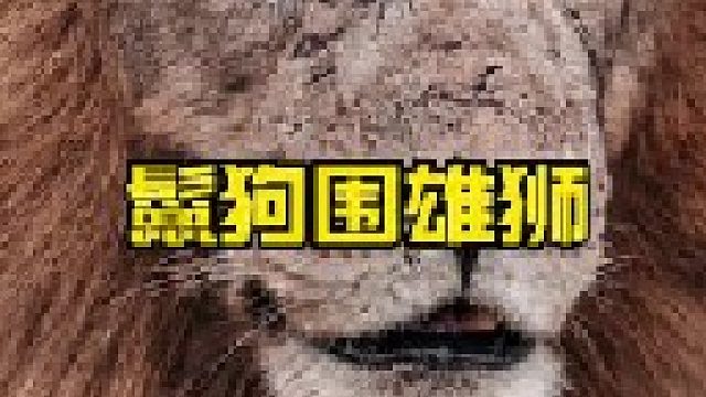 鬣狗群围雄狮准备攻击