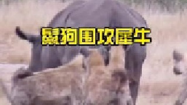 鬣狗群与大犀牛的较量
