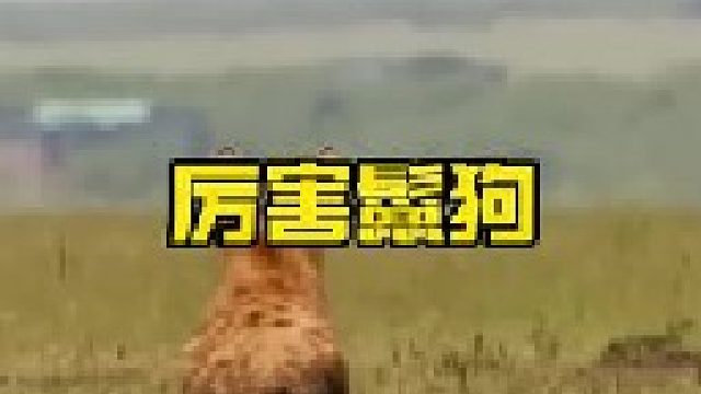 鬣狗三番五次攻击羚羊