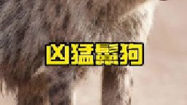 鬣狗遭到羚羊疯狂反击