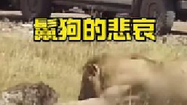 鬣狗遭到雄狮咬断脊柱