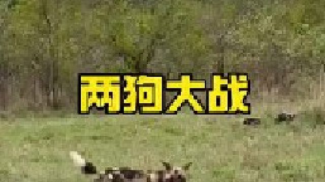 鬣狗遭到野狗群强势攻击