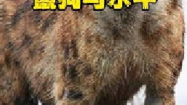 鬣狗直接掏水牛，真是太狠了