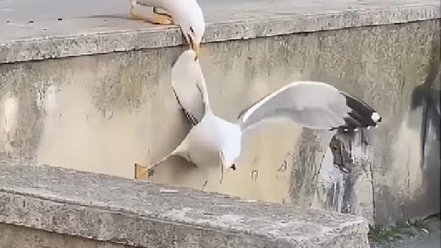 海鸥：我会飞，你不知道吗？