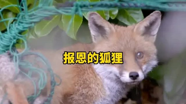 狐狸被困在网栏中，老爷爷将它救出，几天后狐狸回来报答恩情