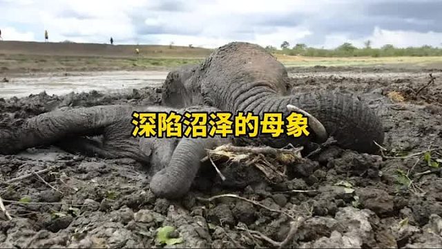 小象失足掉入沼泽，母象不惜牺牲自己的生命去救助小象