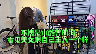 【集夢小小小酷哥】不愧是小酷養(yǎng)的狗，看見美女跟自己主人一個樣