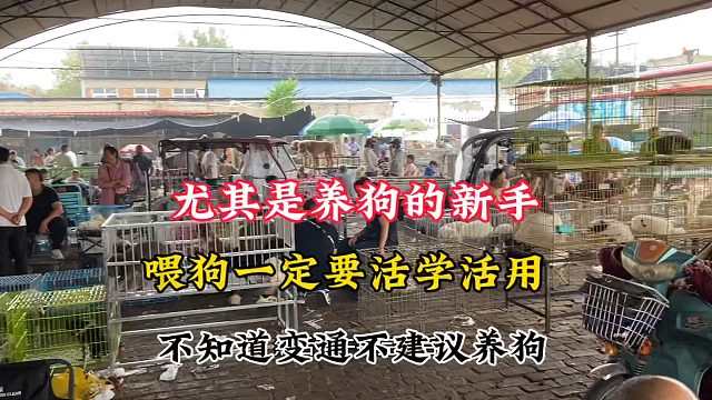 尤其是养狗新手，喂狗的时候一定要特别注意，不知道变通的别养
