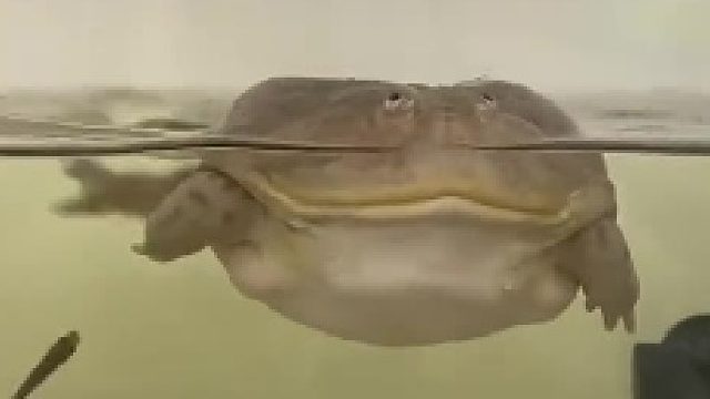 第一次见大嘴游泳不用手划，很呆很搞笑