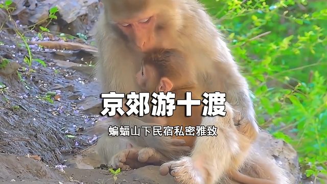 京郊游十渡民宿蝙蝠山下私密雅致自炊厨房整洁山景房亮堂-民宿汇