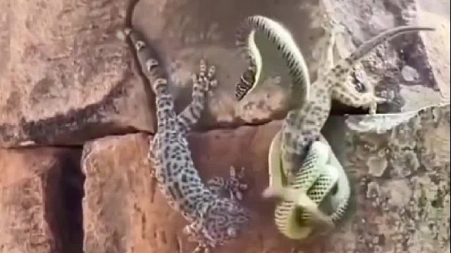 毒蛇大战蜥蜴的精彩画面
