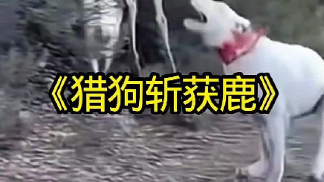 猎狗斩获袭击牧民的鹿