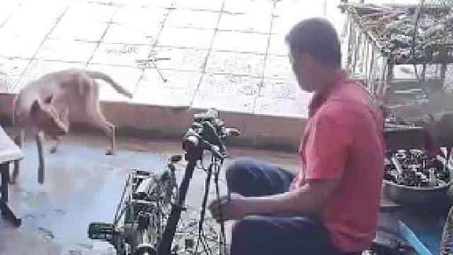 狗狗上门就张牙舞爪咬人，男子拿起板凳就是一顿捶