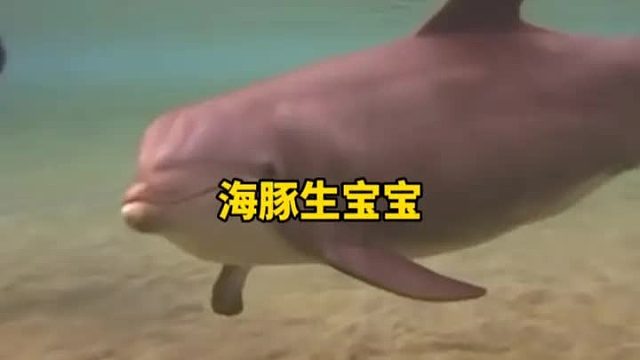 海豚妈妈生宝宝难产，幸好有好心人的鼓励和陪伴