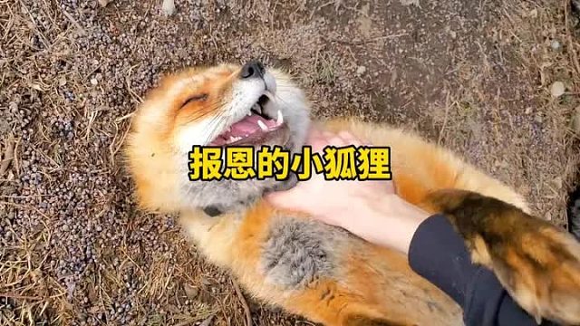 会撒娇的小狐狸来报恩