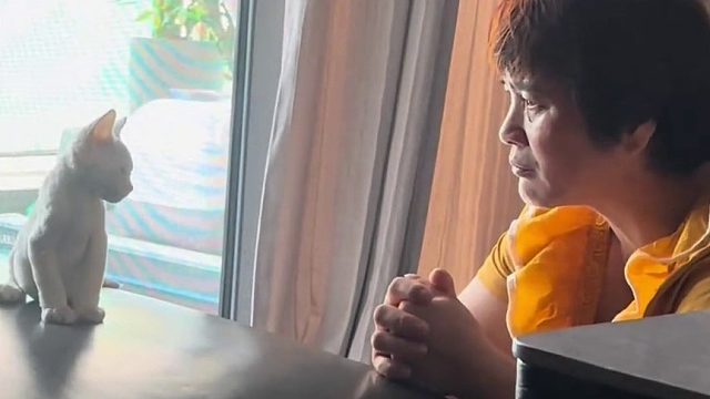 每个父母都是这样不让你养猫养狗