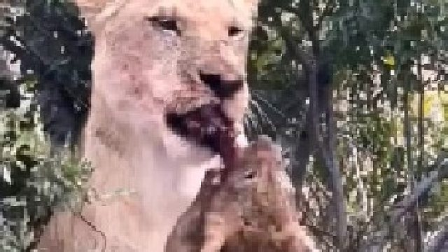 这么小的狮子就从母狮嘴里抢肉吃，长大可不得了！