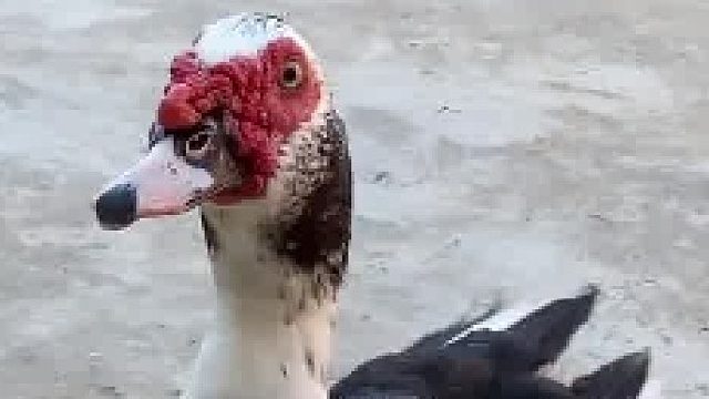 鸭鸭鼻子上有个二哈