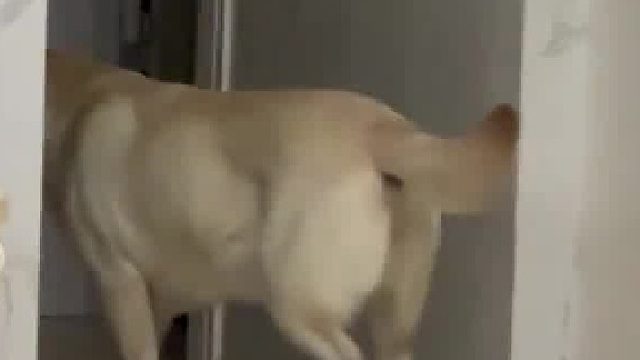 狗狗祟祟想去喝厕所水