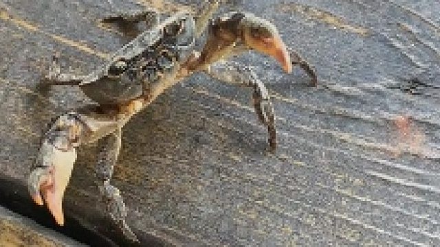 这个螃蟹崽崽看起来好凶啊！！！