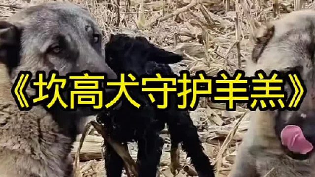 野狼进入牧场偷袭小羊羔，坎高犬日夜不分全力守护小羊羔