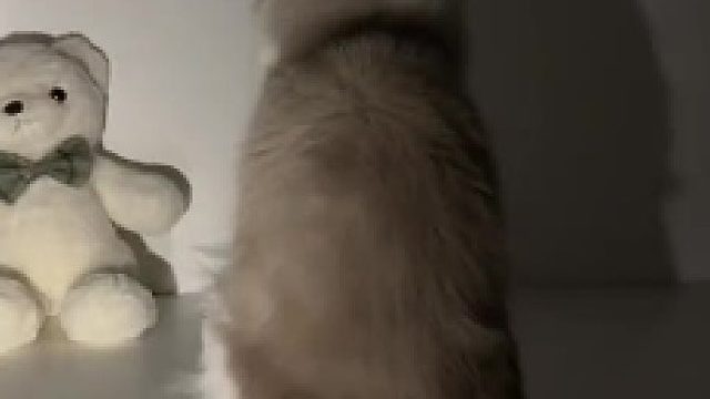 看了那么多人版，来个猫版