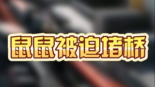 鼠鼠被迫堵橋