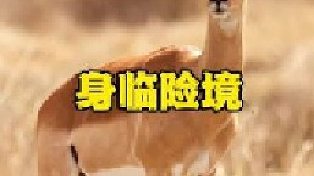 羚羊被野狗群逼到岩壁中间岌岌可危