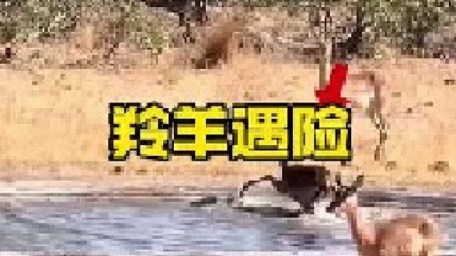 羚羊酬金被花豹和鬣狗同时盯上