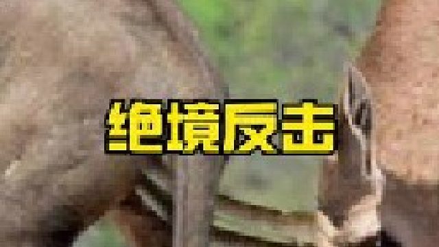 羚羊绝境反击鳄鱼和狮子