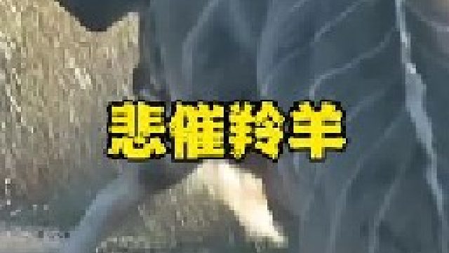 羚羊相争遭到狮子和鬣狗偷袭