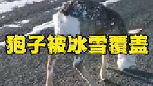 零下几十度低温直接冻住了狍子的嘴巴