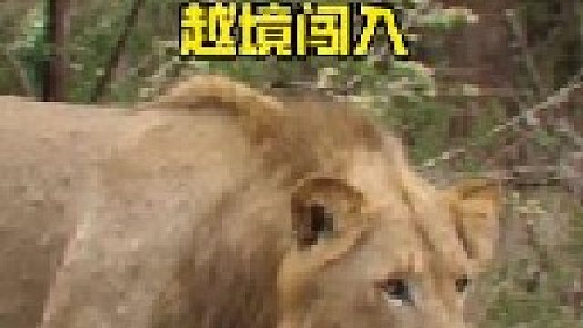 流浪雄狮闯入狮王领地遭到暴揍