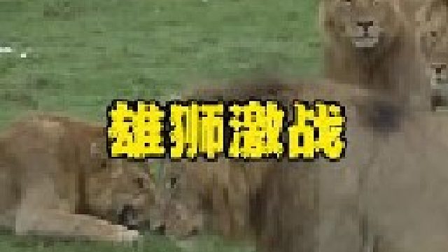 流浪雄狮来到四头雄狮领地求接纳遭拒