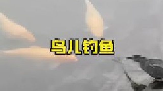 绿鹭的钓鱼场面