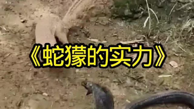 蛇獴的实力太强了居然能狩猎眼镜蛇